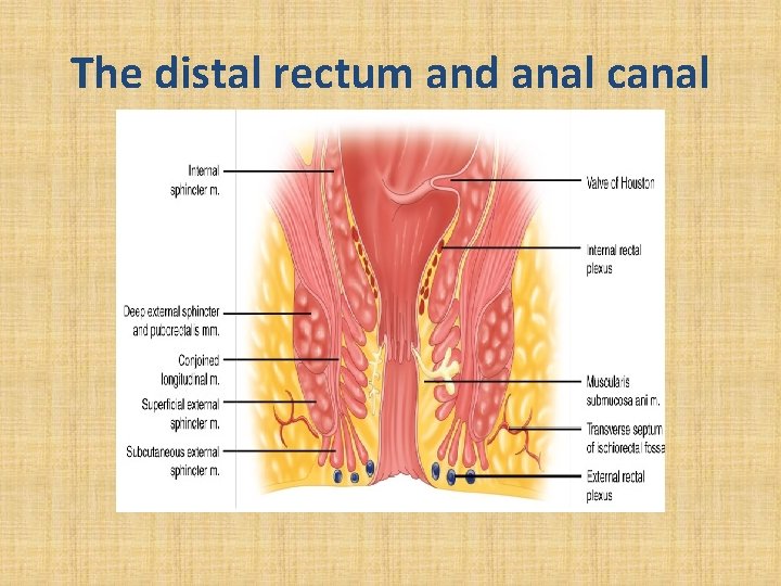 The distal rectum and anal canal 