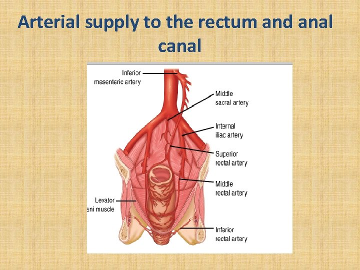 Arterial supply to the rectum and anal canal 