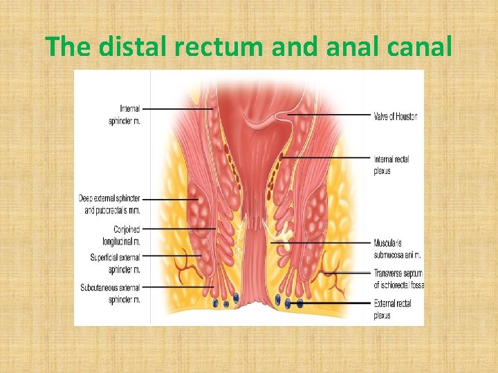 The distal rectum and anal canal 