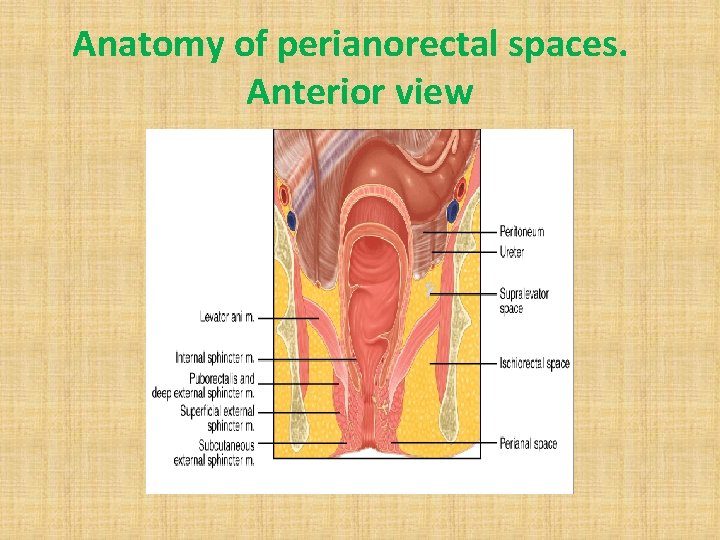 Anatomy of perianorectal spaces. Anterior view 