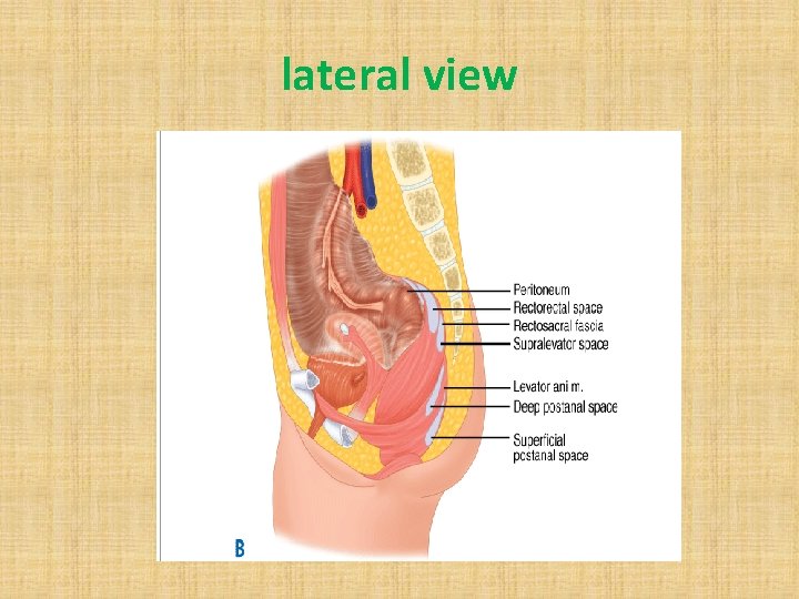 lateral view 