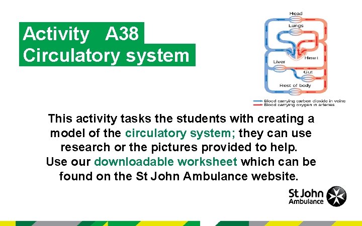 Activity A 38 Circulatory system This activity tasks the students with creating a model