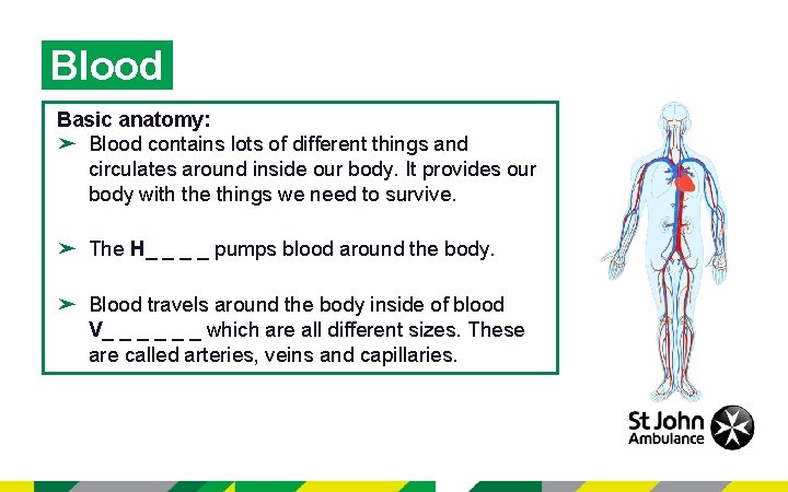 Blood Basic anatomy: ➤ Blood contains lots of different things and circulates around inside