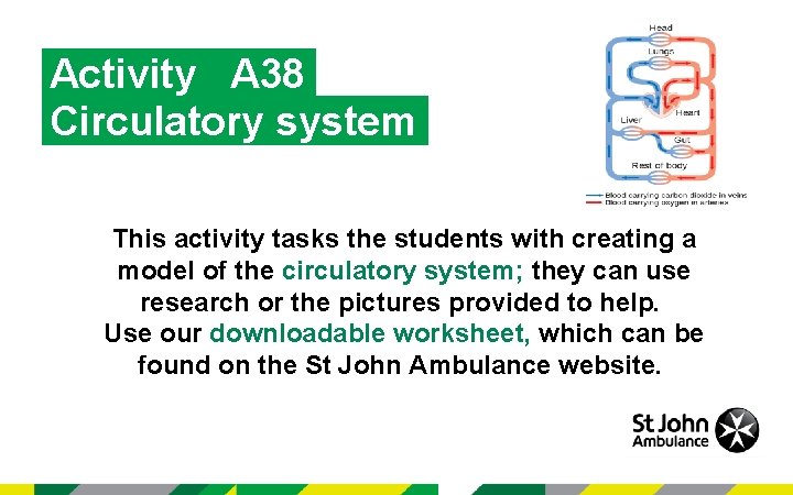 Activity A 38 Circulatory system This activity tasks the students with creating a model