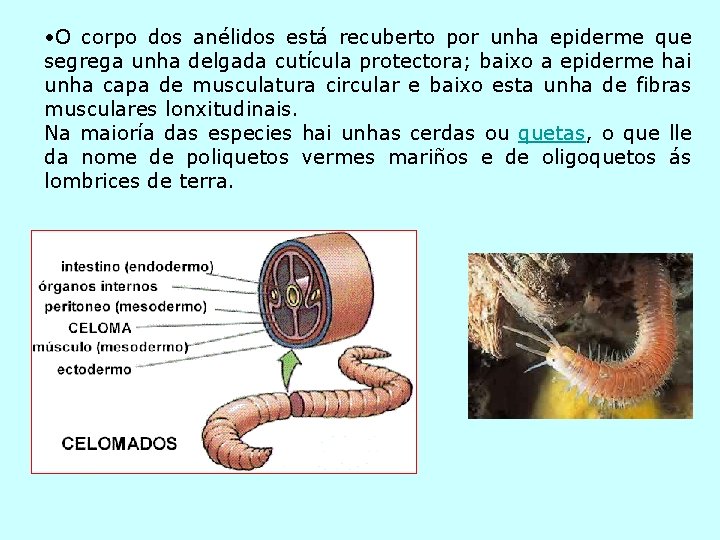  • O corpo dos anélidos está recuberto por unha epiderme que segrega unha