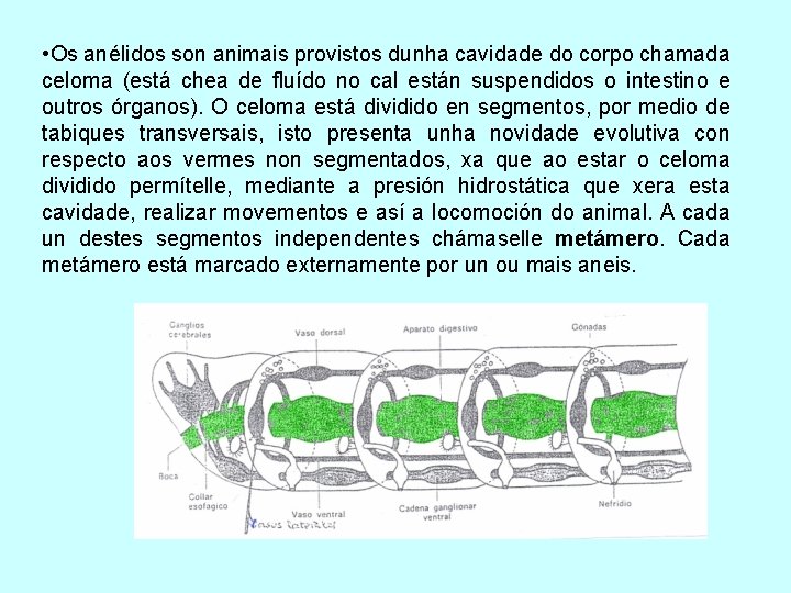  • Os anélidos son animais provistos dunha cavidade do corpo chamada celoma (está