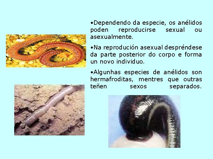  • Dependendo da especie, os anélidos poden reproducirse sexual ou asexualmente. • Na