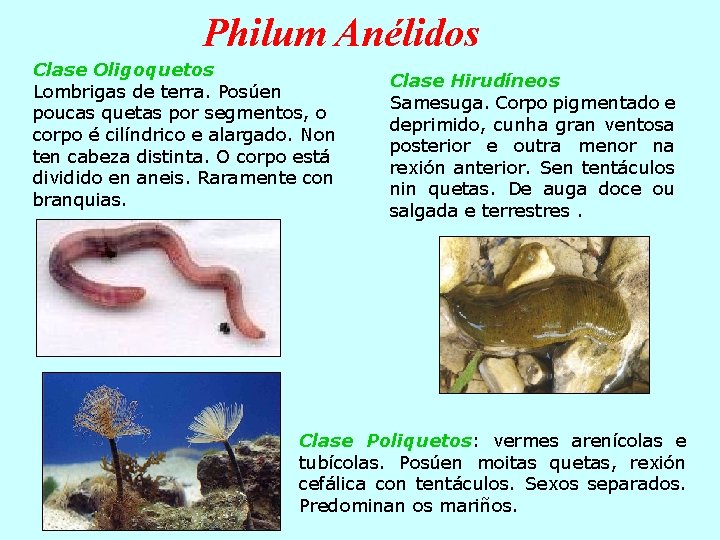 Philum Anélidos Clase Oligoquetos Lombrigas de terra. Posúen poucas quetas por segmentos, o corpo