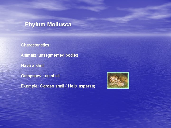 Phylum Mollusca Characteristics: Animals, unsegmented bodies Have a shell Octopuses , no shell Example: