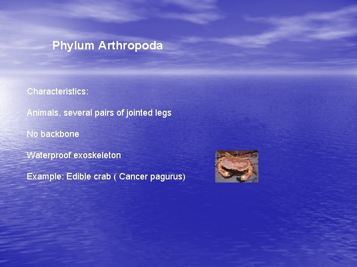 Phylum Arthropoda Characteristics: Animals, several pairs of jointed legs No backbone Waterproof exoskeleton Example: