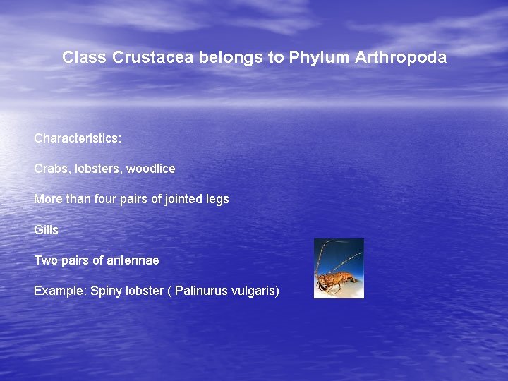 Class Crustacea belongs to Phylum Arthropoda Characteristics: Crabs, lobsters, woodlice More than four pairs