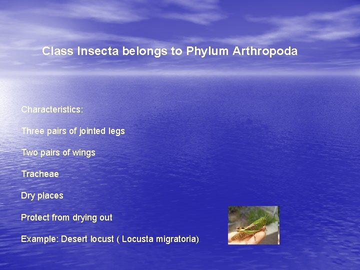 Class Insecta belongs to Phylum Arthropoda Characteristics: Three pairs of jointed legs Two pairs