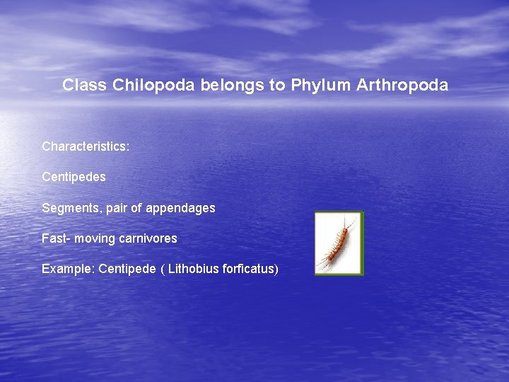 Class Chilopoda belongs to Phylum Arthropoda Characteristics: Centipedes Segments, pair of appendages Fast- moving