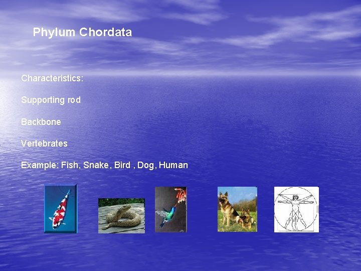 Phylum Chordata Characteristics: Supporting rod Backbone Vertebrates Example: Fish, Snake, Bird , Dog, Human