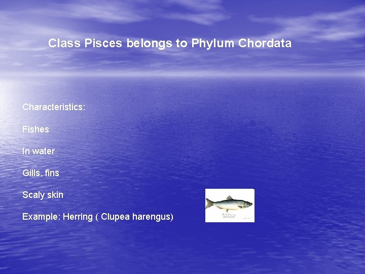Class Pisces belongs to Phylum Chordata Characteristics: Fishes In water Gills, fins Scaly skin