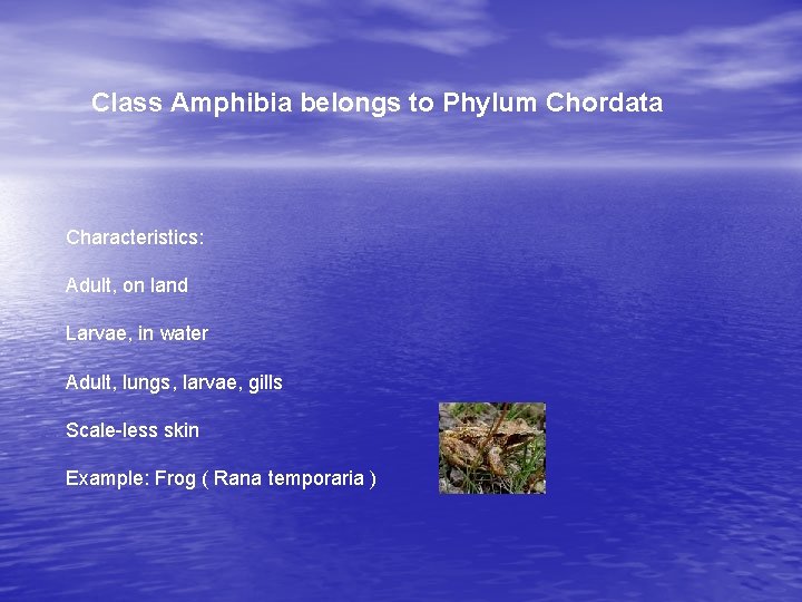 Class Amphibia belongs to Phylum Chordata Characteristics: Adult, on land Larvae, in water Adult,