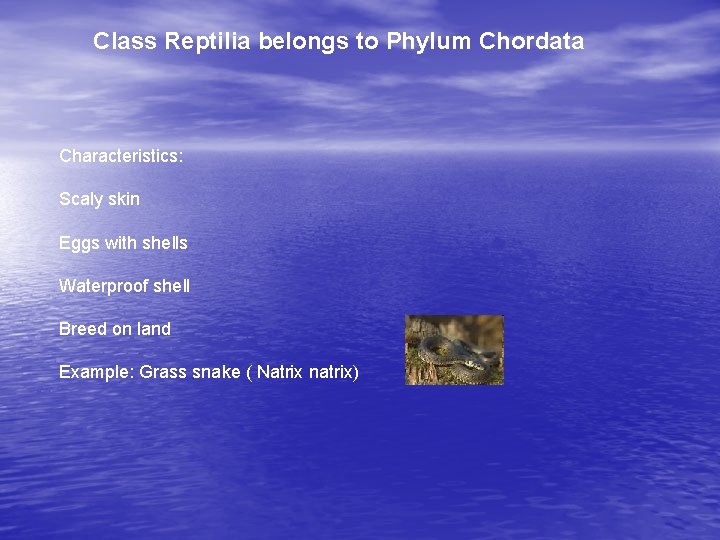 Class Reptilia belongs to Phylum Chordata Characteristics: Scaly skin Eggs with shells Waterproof shell