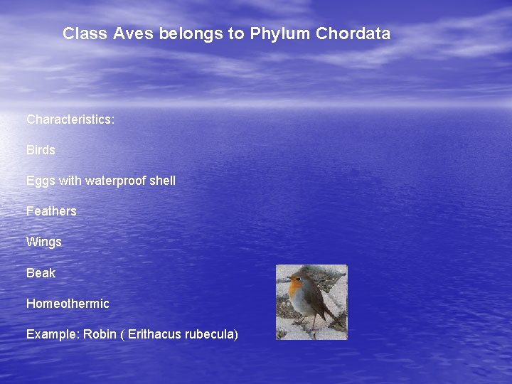 Class Aves belongs to Phylum Chordata Characteristics: Birds Eggs with waterproof shell Feathers Wings