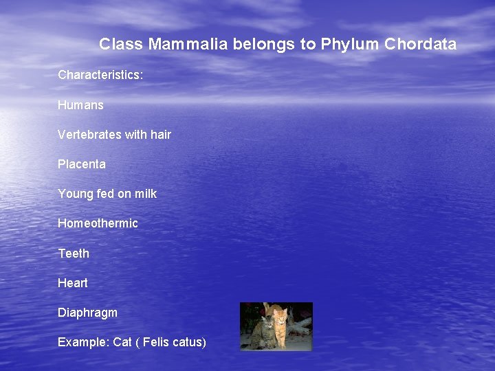 Class Mammalia belongs to Phylum Chordata Characteristics: Humans Vertebrates with hair Placenta Young fed