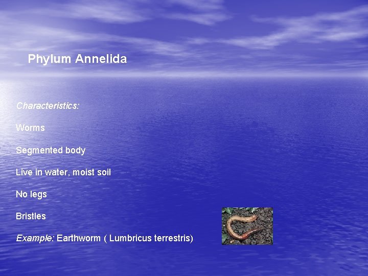 Phylum Annelida Characteristics: Worms Segmented body Live in water, moist soil No legs Bristles