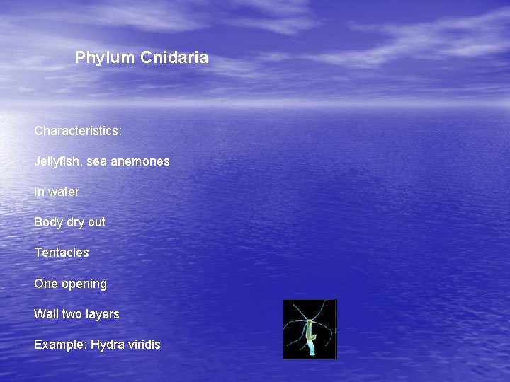Phylum Cnidaria Characteristics: Jellyfish, sea anemones In water Body dry out Tentacles One opening