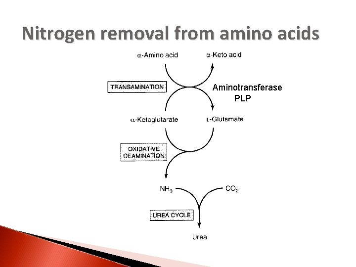 Nitrogen removal from amino acids Aminotransferase PLP 