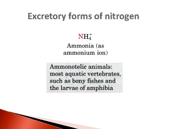 Excretory forms of nitrogen 