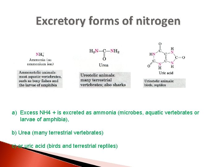 Excretory forms of nitrogen a) Excess NH 4 + is excreted as ammonia (microbes,