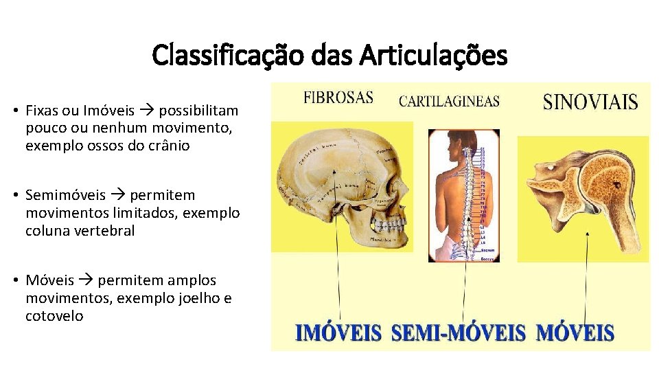 Classificação das Articulações • Fixas ou Imóveis possibilitam pouco ou nenhum movimento, exemplo ossos