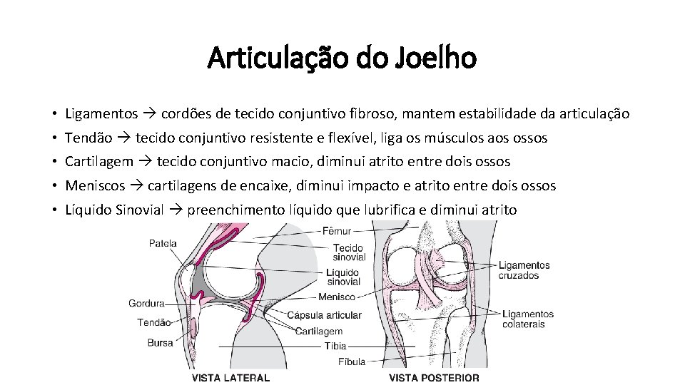 Articulação do Joelho • Ligamentos cordões de tecido conjuntivo fibroso, mantem estabilidade da articulação