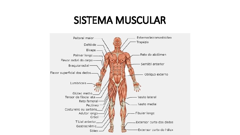 SISTEMA MUSCULAR 