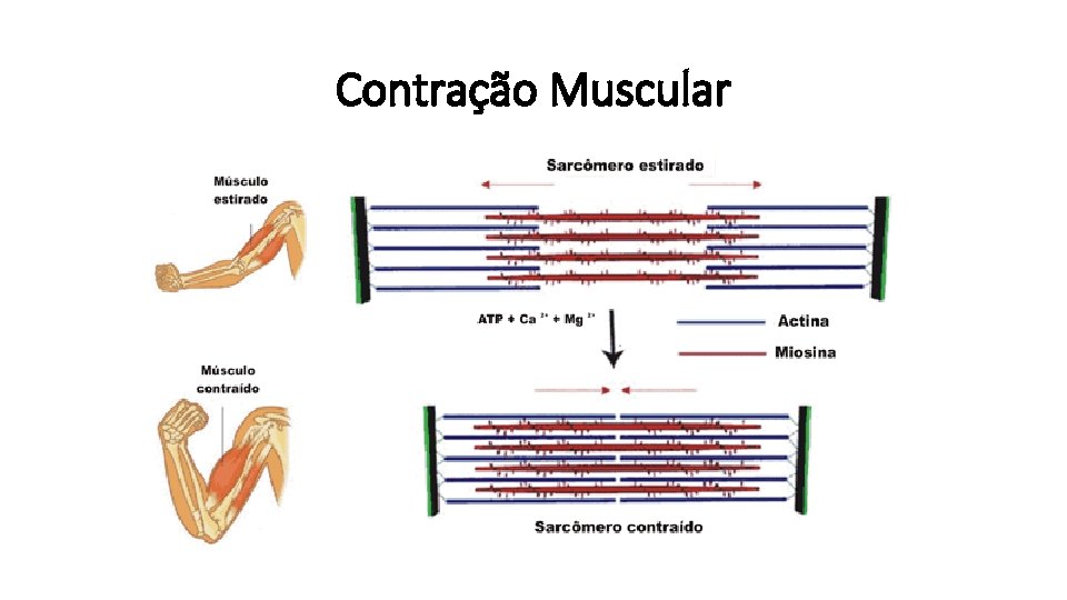 Contração Muscular 