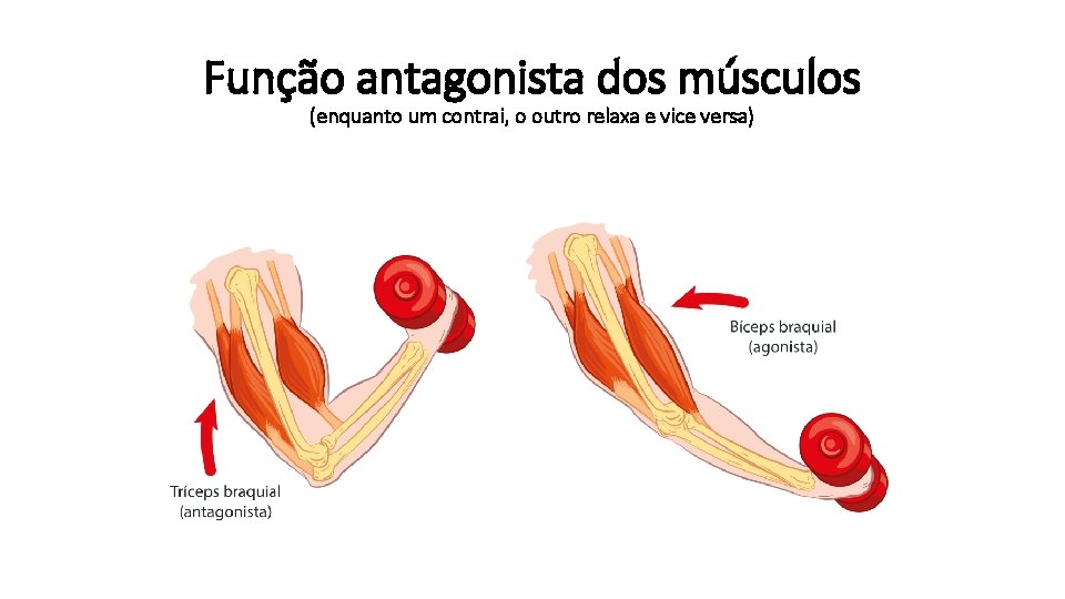 Função antagonista dos músculos (enquanto um contrai, o outro relaxa e vice versa) 