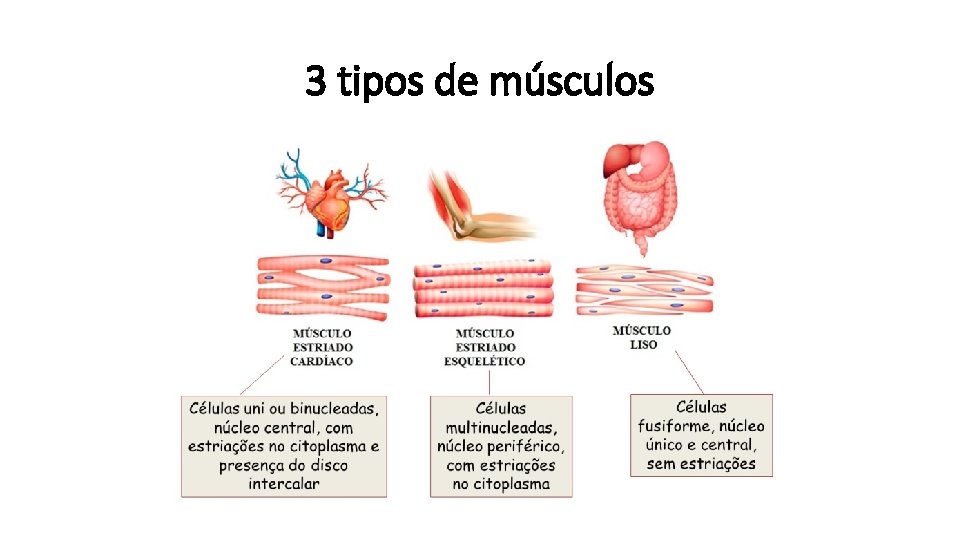 3 tipos de músculos 