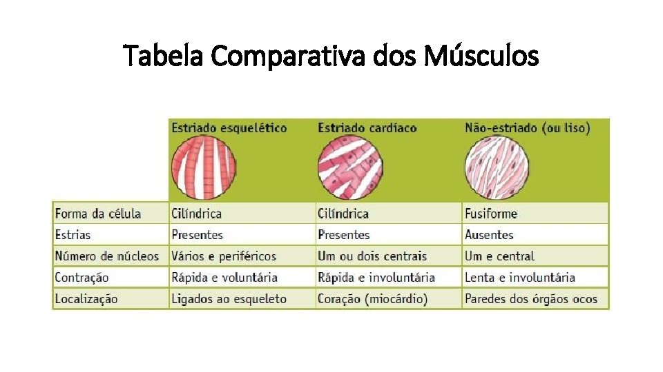 Tabela Comparativa dos Músculos 