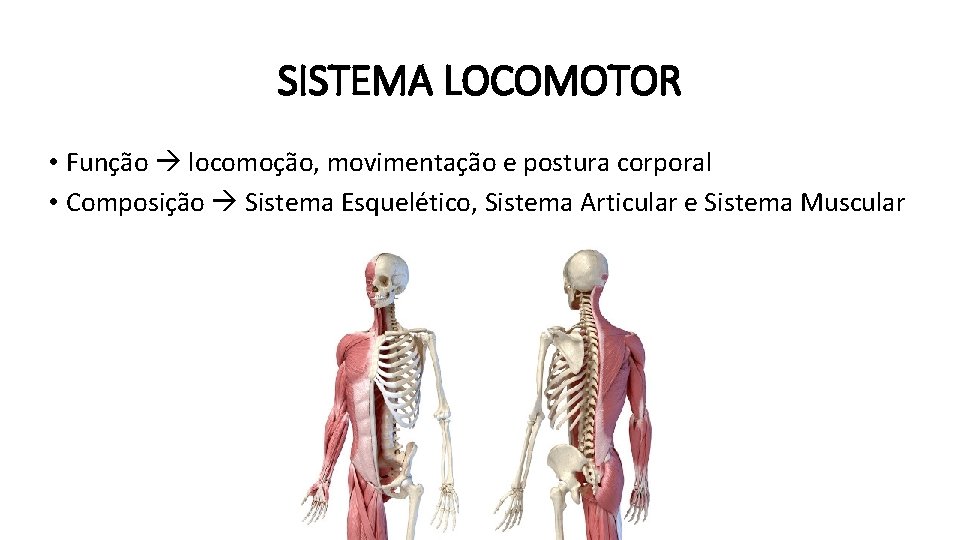 SISTEMA LOCOMOTOR • Função locomoção, movimentação e postura corporal • Composição Sistema Esquelético, Sistema