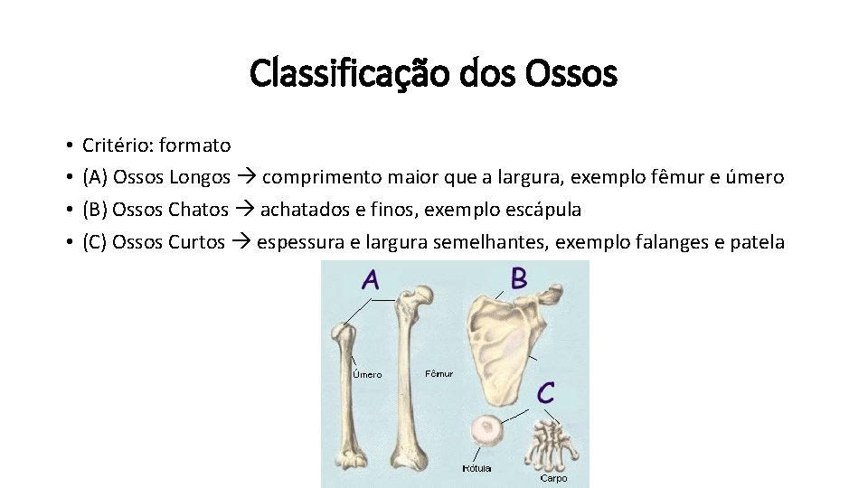 Classificação dos Ossos • • Critério: formato (A) Ossos Longos comprimento maior que a