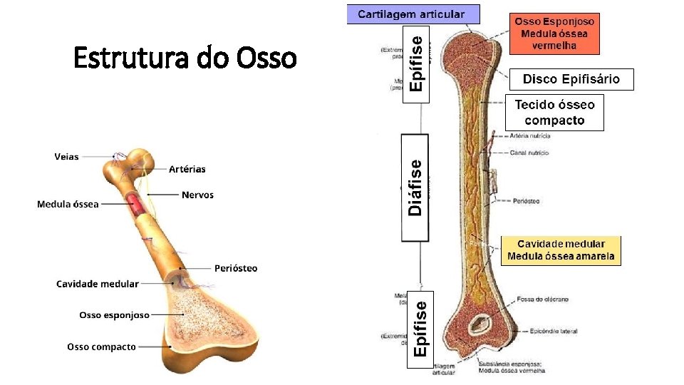 Estrutura do Osso 