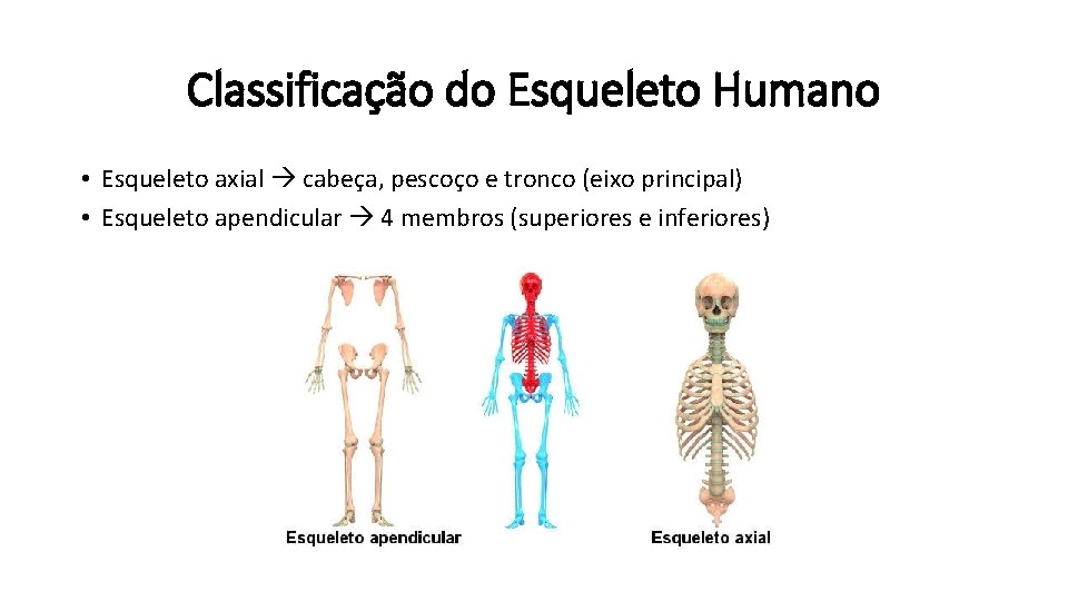 Classificação do Esqueleto Humano • Esqueleto axial cabeça, pescoço e tronco (eixo principal) •