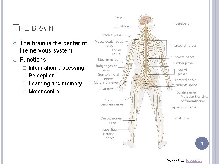 THE BRAIN The brain is the center of the nervous system Functions: Information processing