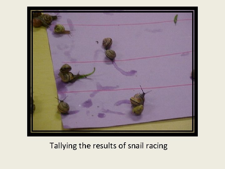 Tallying the results of snail racing 