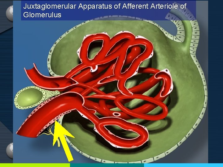 Juxtaglomerular Apparatus of Afferent Arteriole of Glomerulus 