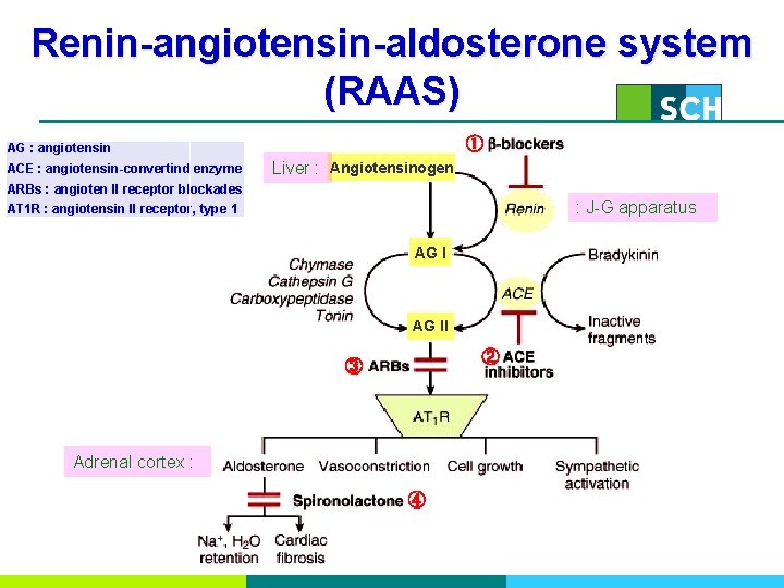 Renin-angiotensin-aldosterone system (RAAS) ① AG : angiotensin ACE : angiotensin-convertind enzyme Liver : Angiotensinogen