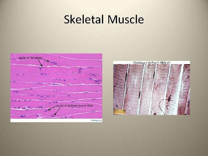 Skeletal Muscle 