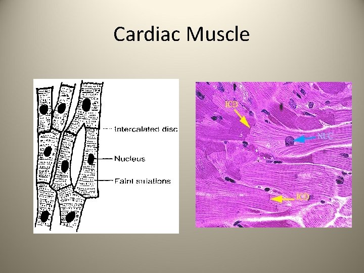 Cardiac Muscle 