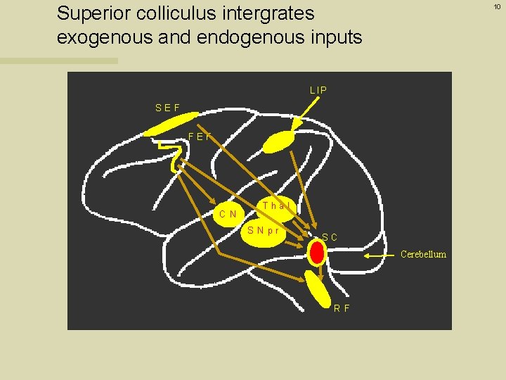 Superior colliculus intergrates exogenous and endogenous inputs 10 L IP SEF FEF C N