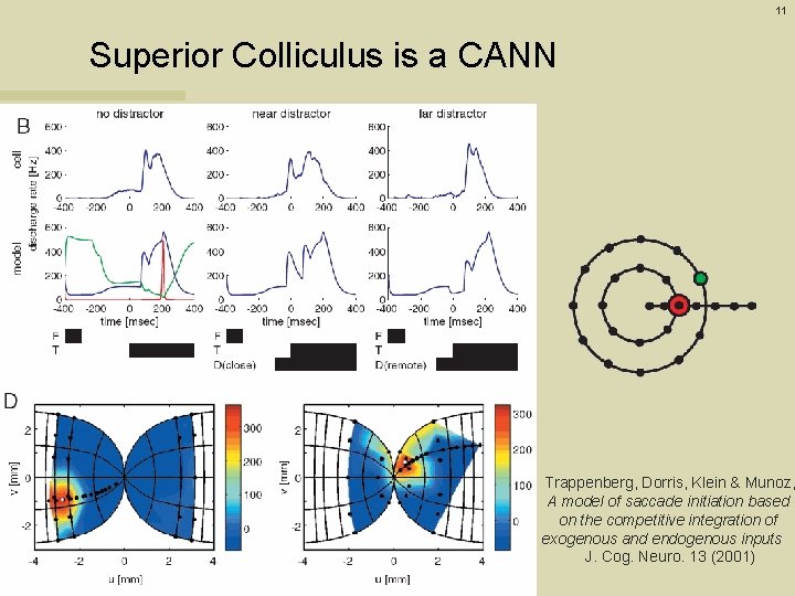 11 Superior Colliculus is a CANN Trappenberg, Dorris, Klein & Munoz, A model of