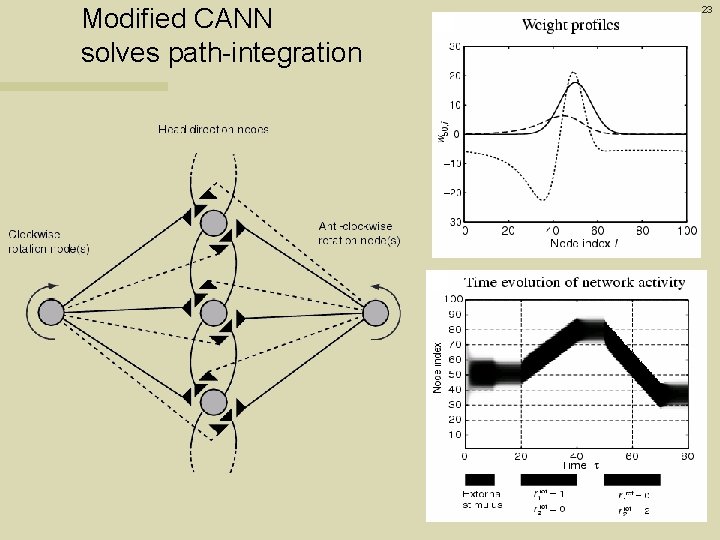 Modified CANN solves path-integration 23 