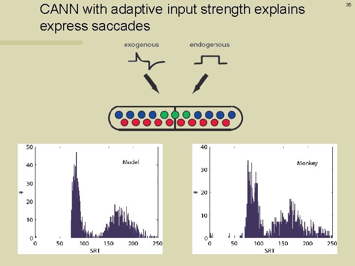 CANN with adaptive input strength explains express saccades 35 