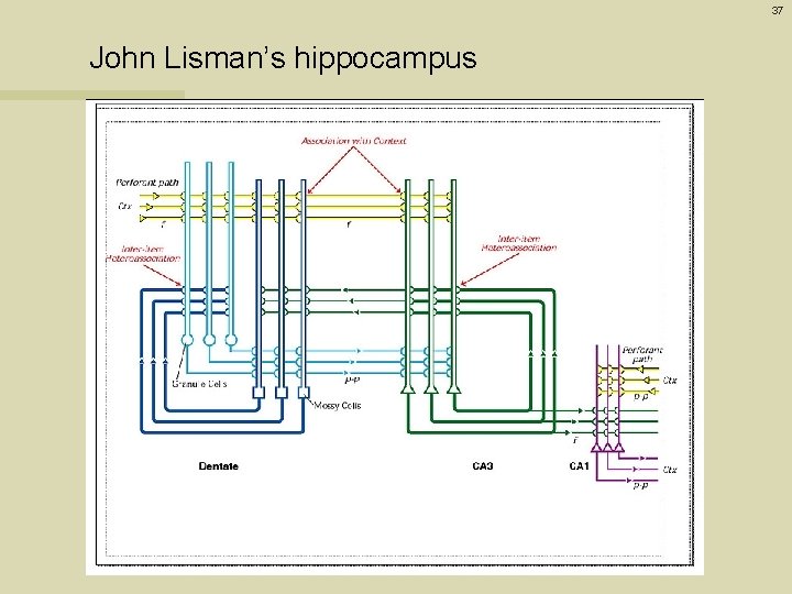 37 John Lisman’s hippocampus 